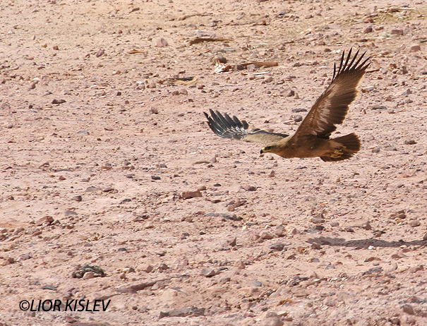 עיט ערבות Steppe Eagle Aquila nipalensis                                מכתש רמון אפריל 2006